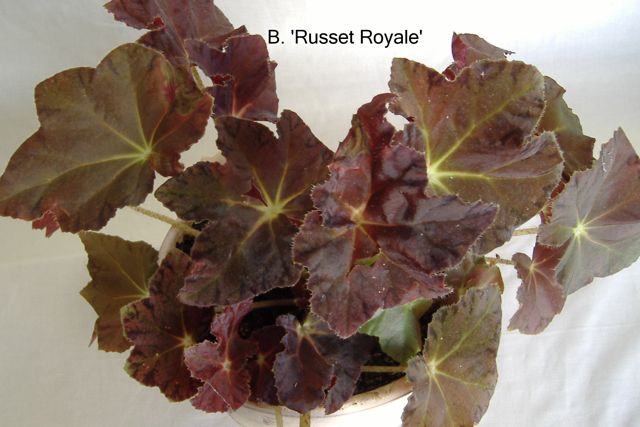 B. ‘Russet Royale’